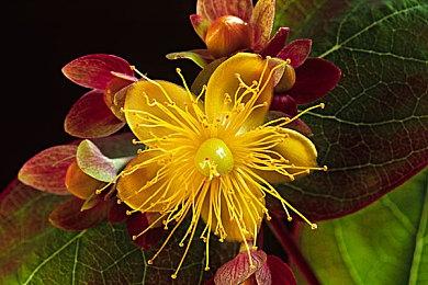 《宝可梦：朱＆紫》DLC“零之秘宝”新宝可梦：斯魔茶